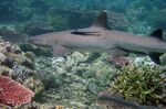 Tubbataha Shark.jpg
