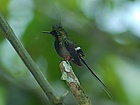 Wire-crested Thorntail (Discosura popelairii) 2015-06-14 (7) (40329166481).jpg