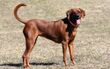 A female redbone-coonhound-1.jpg
