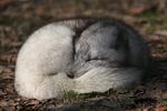 Alopex lagopus IMG 9019.JPG