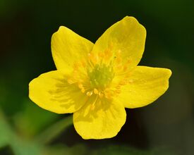 Anemone ranunculoides flower - Keila.jpg