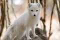 Arctic Fox Posed (8564878025).jpg