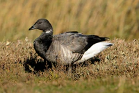 Branta bernicla bernicla Norfolk 3.jpg