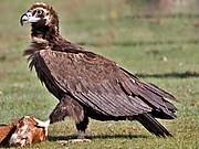 Buitre negro (1).jpg