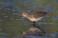 Calidris temminckii 2 (Marek Szczepanek).jpg