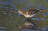 Calidris temminckii 2 (Marek Szczepanek).jpg