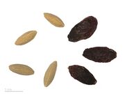 Cornus mas MHNT.BOT.2015.34.42.jpg