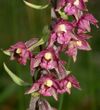 Epipactis atrorubens flowers.jpg