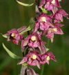 Epipactis atrorubens flowers.jpg