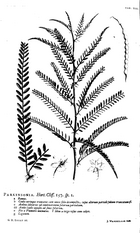 Hortus Cliffortianus Parkinsonia.png