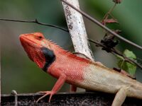 Lizard from Meghla, Bandarban District.jpg