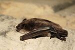 Myotis dasycneme (3911428725).jpg