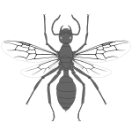 Orapia rayneri.svg