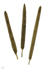 Pennisetum glaucum MHNT.BOT.2013.22.56.jpg