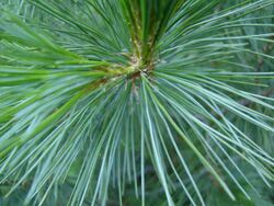 Pinus peuce foliage Bulgaria.jpg