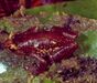 Platypelis tsaratananaensis.jpg