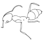 Protrechina carpenteri Wilson 1985.png