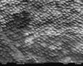 SEM image of a Peacock wing, slant view 1.JPG