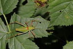 Schmidt's bright bush cricket (Poecilimon schmidti) male.jpg