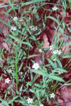 Stellaria alsine eF.jpg