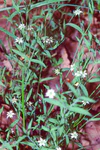 Stellaria alsine eF.jpg