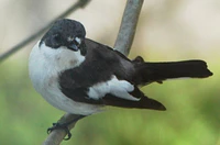 Trauerschnäpper auf Esche cutted.jpg