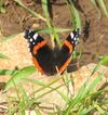 Yagur – Nesher, the Green Path – Mount Carmel 091-1.jpg