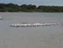 Banded Stilts at the Coorong.JPG