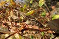 Bolivaria brachyptera.JPG