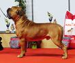 Bullmastiff in Riga 2.JPG