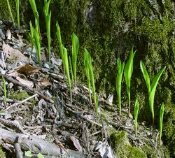 Convallaria majalis IP0404087.jpg