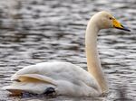 Cygnus cygnus EM1B7363 (49709583382).jpg