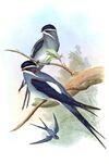 DendrochelidonMystaceusGould.jpg