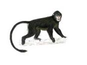 Drawing of Rhinopithecus strykeri.jpg