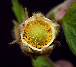 Geum rivale2 ies.jpg