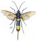Hymenoptera Vielfalt Horntail.jpg