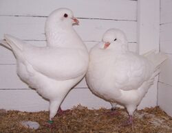 King pigeons.jpg