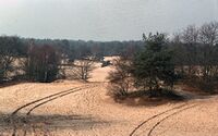 Loonse en drunense duinen.jpg