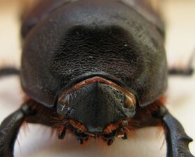 Oryctes nasicornis1367.JPG