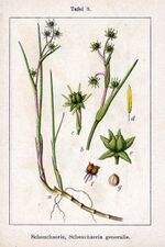 Scheuchzeria palustris Sturm3.jpg
