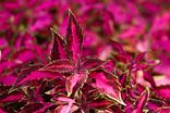 Solenostemon scutellarioides.jpg