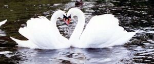 SwansHeart.jpg