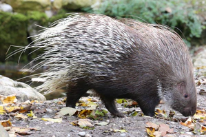 Weissschwanzstachelschwein Hystrix indica Tierpark Hellabrunn-12 (cropped).jpg