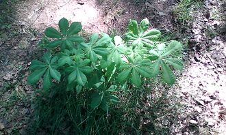 Саженец конского каштана весной.jpg