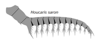 20191221 Radiodonta frontal appendage Houcaris saron.png