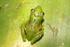 Boophis Jaegeri Andasibe Madagascar.jpg
