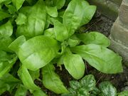 Calendula3.jpg