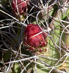 Echinocereus triglochidiatus 6.jpg