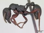 Eutetramorium mocquerysi casent0077435 profile 1.jpg