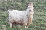 Kashmiri Goat - Capra Markhor (cropped).jpg